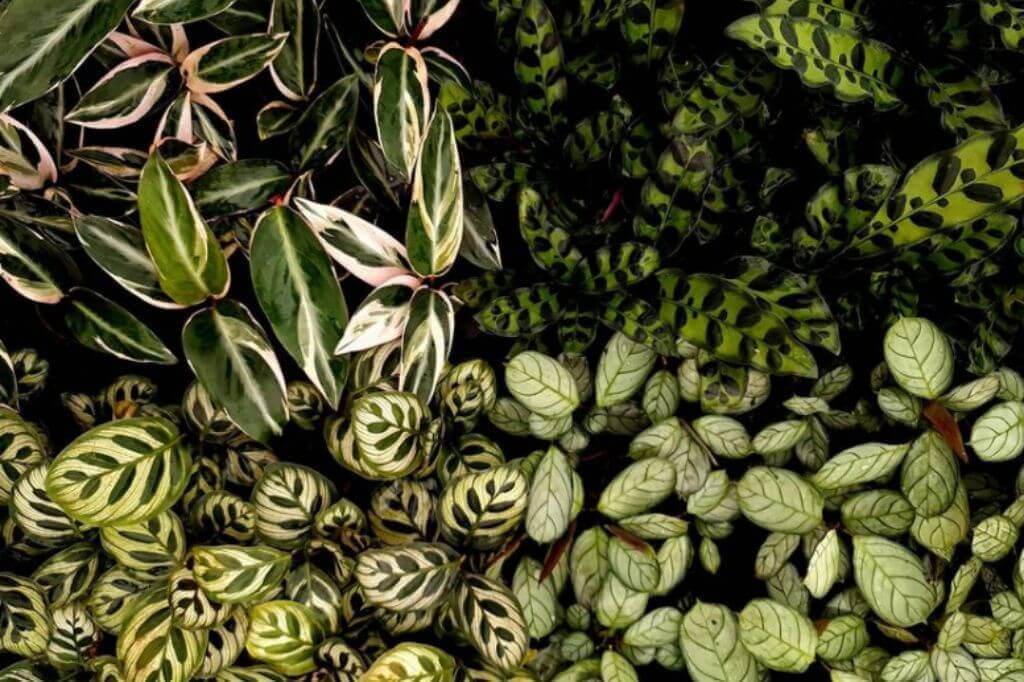 Espécies de marantas para usar em Terrários