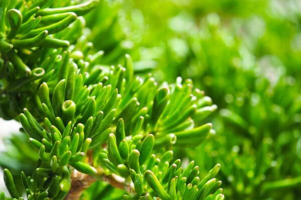 Suculenta orelha-de-Shrek - planta suculenta com folhas verdes arredondadas e carnudas que lembram as orelhas do personagem Shrek