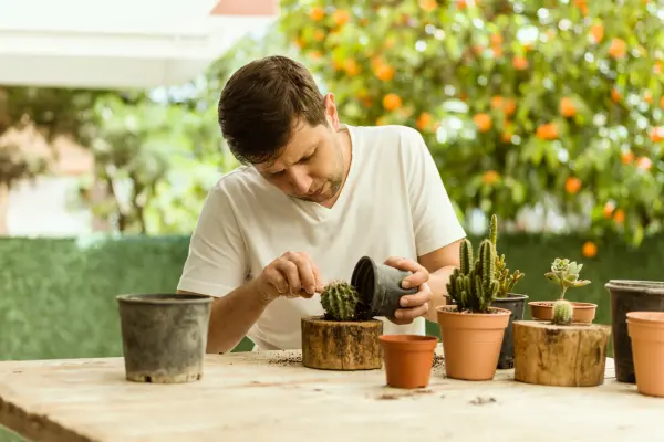 Plantar-Suculentas-e-Cactos