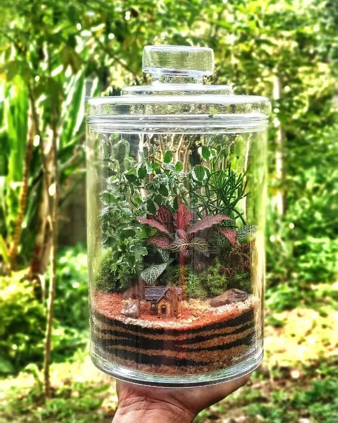 Terrário-Saudável