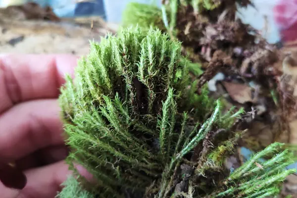 terrário-morrendo-musgo-seco