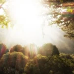 Benefícios Espirituais da Jardinagem (1)